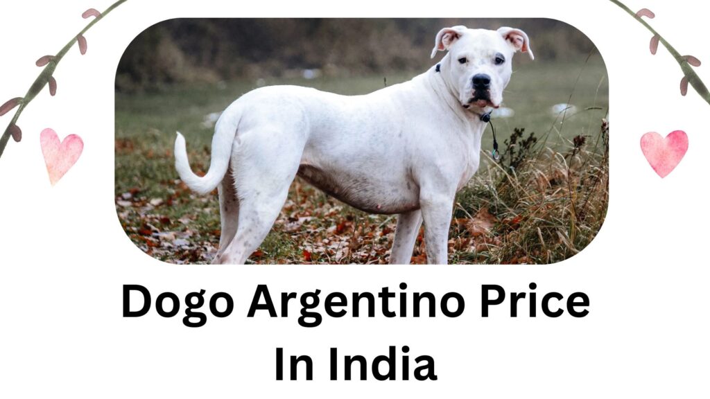 Dogo Argentino Price In India