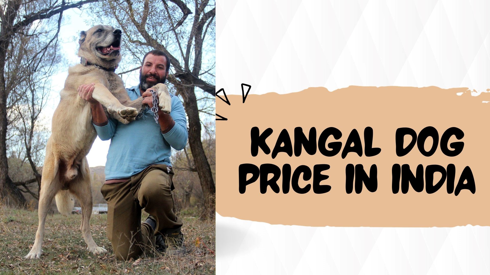 Kangal Dog Price In India