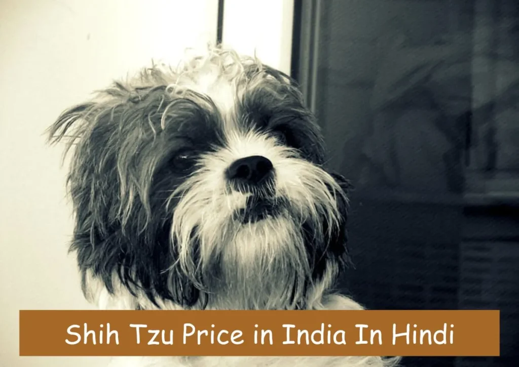 Shih Tzu Price in India In Hindi