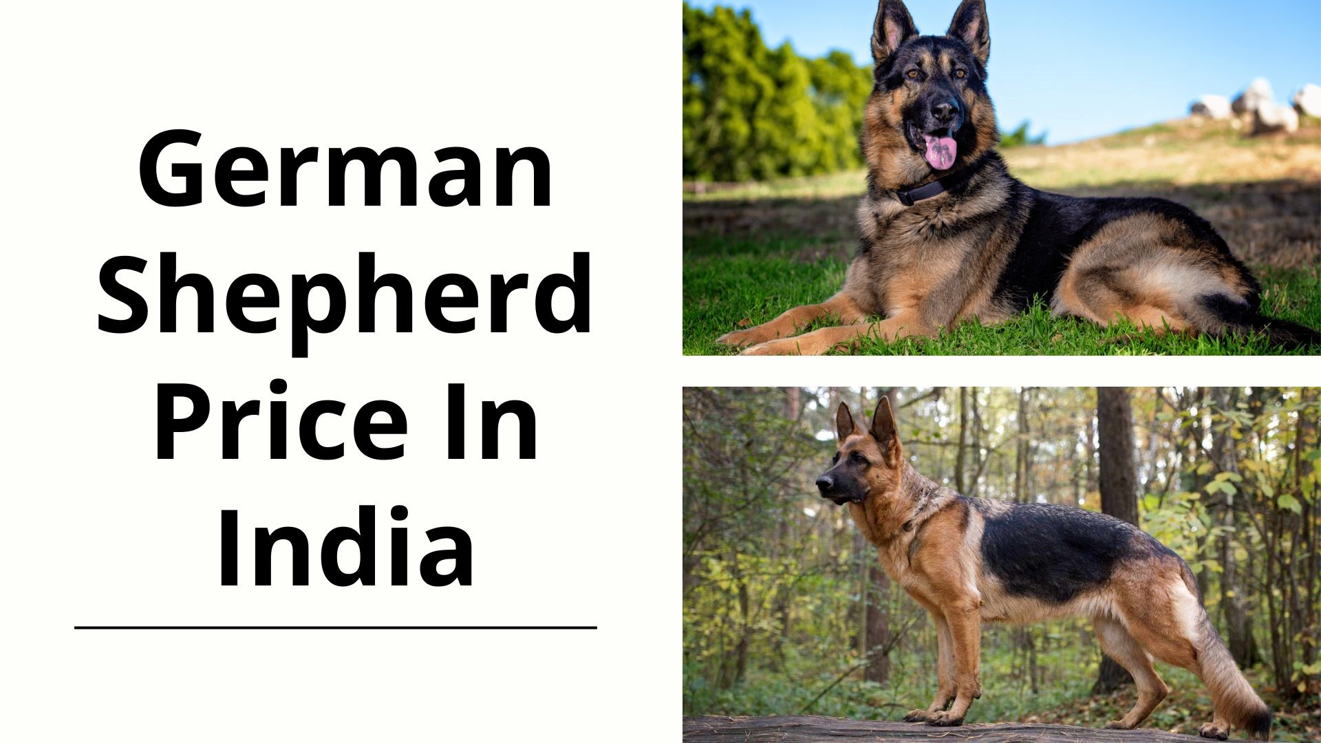 German Shepherd Price In India