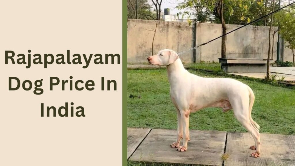 Rajapalayam Dog Price In India