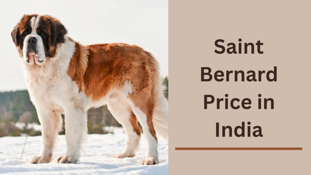 Saint Bernard Price in India