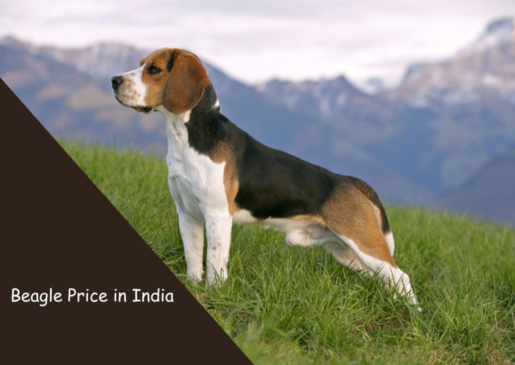 Beagle Price in India