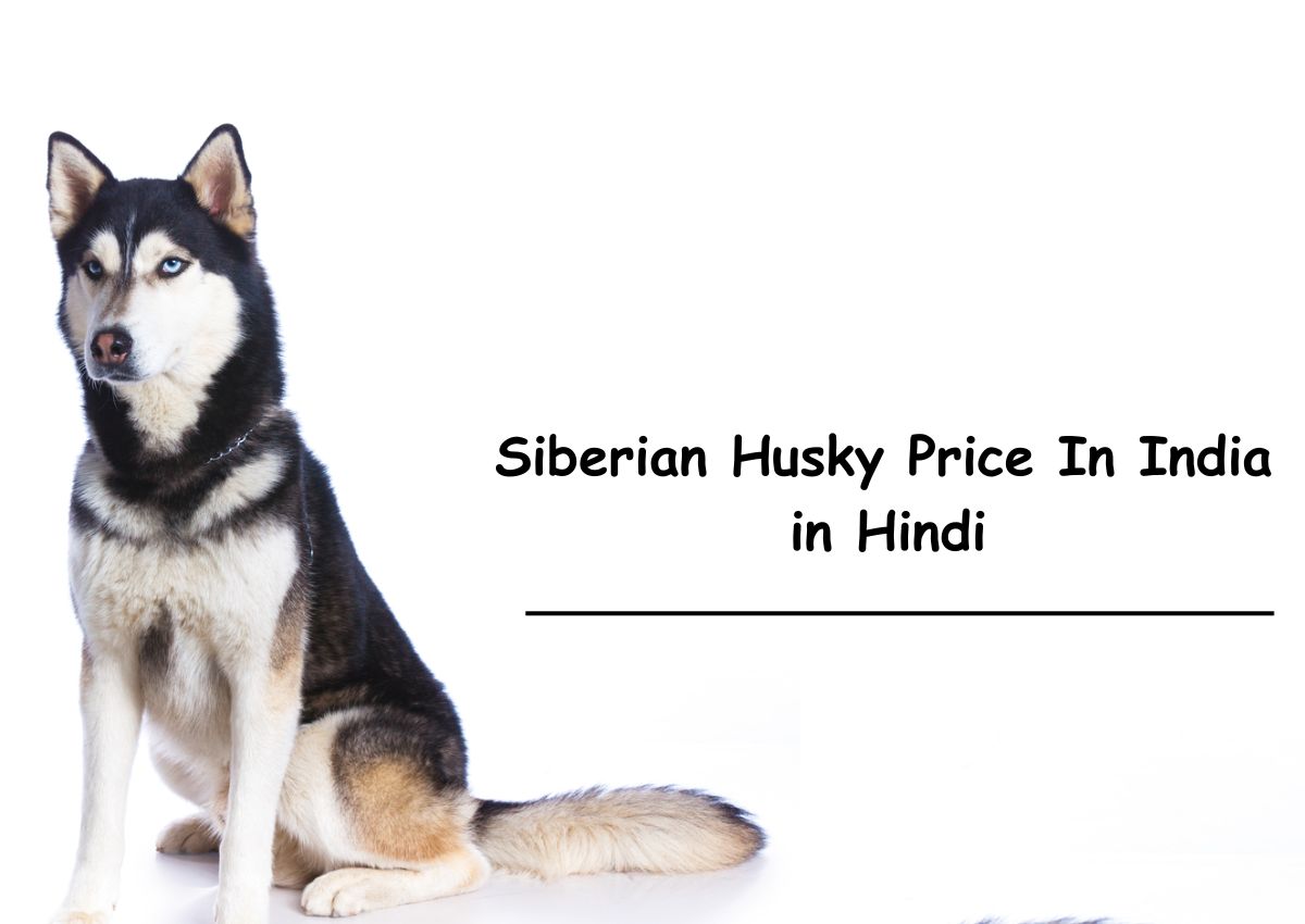 Siberian Husky Price In India in Hindi